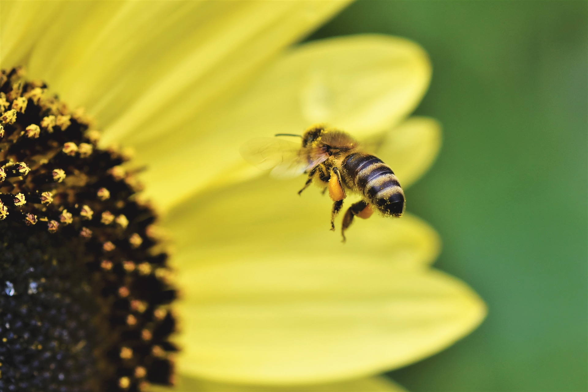 ビーポーレンって ミツバチが集めた花粉でできた パーフェクトフード クラベル